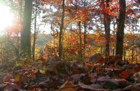 View from trail at Clifty Creek Natural Area, autumn