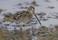 Photo of a Wilson's snipe, a pudgy, long-billed bird, wading in a marsh.