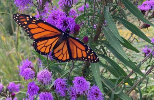 Monarch butterfly feeds on blazing star