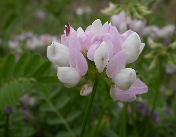 Crown vetch flowers and compound leaves