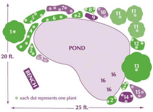 Diagram of pond with plant layout around it