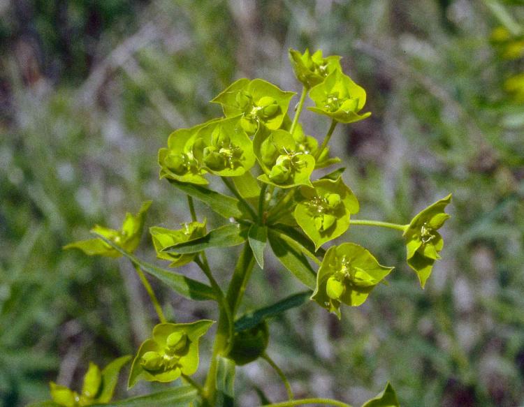 Leafy Spurge plant with greenish-yellow seed heads