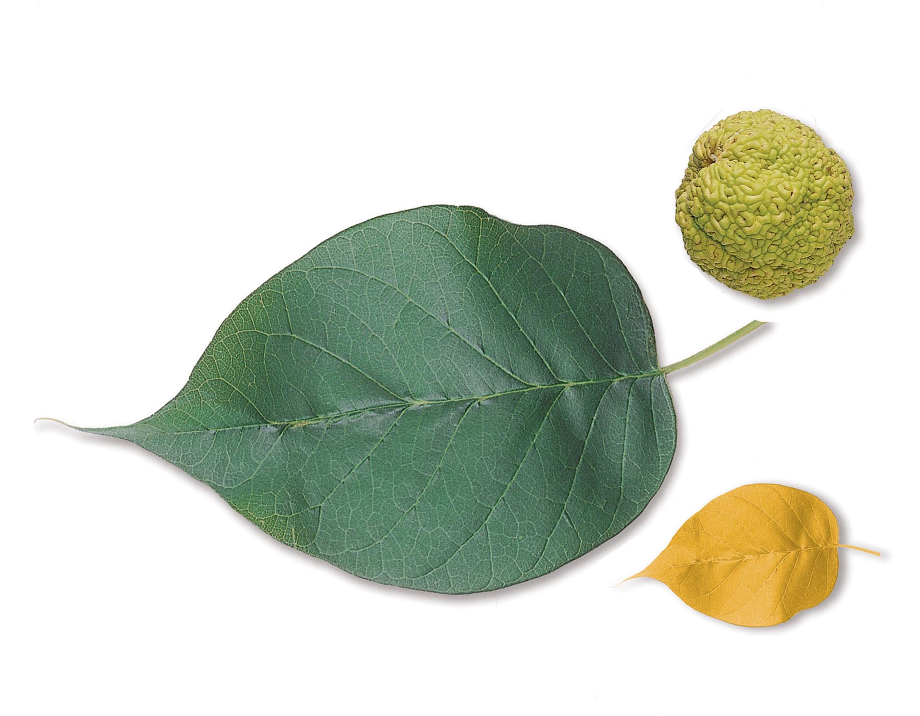 Osage orange leaf, smaller yellow (autumn) leaf, and fruit