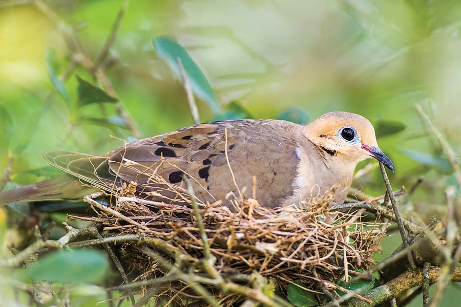 Mourning dove in a nest