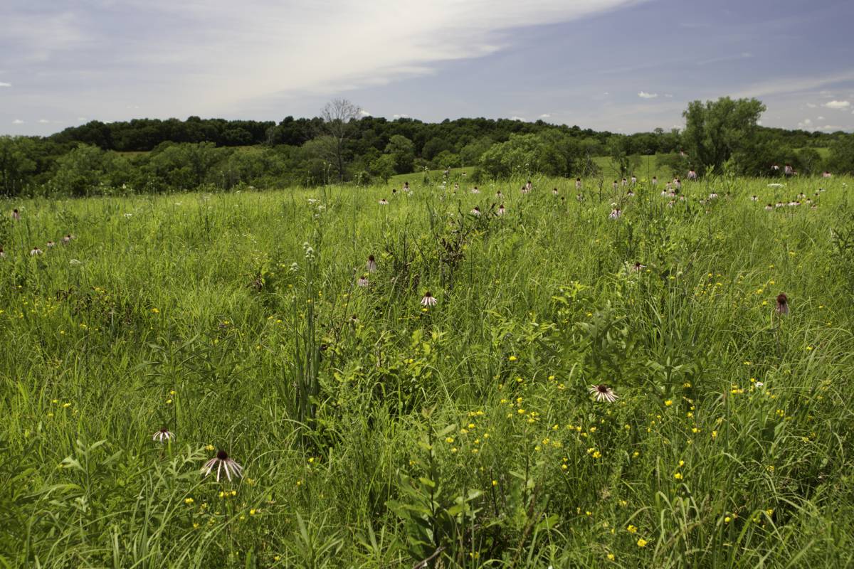 Prairie with native grasses and flowers