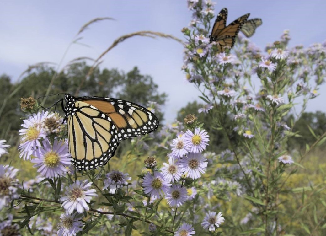 monarch butterflies on asters