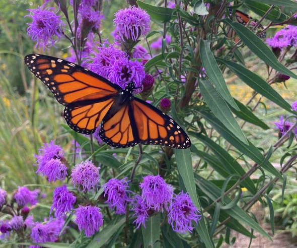 monarch butterfly visits eastern blazing star