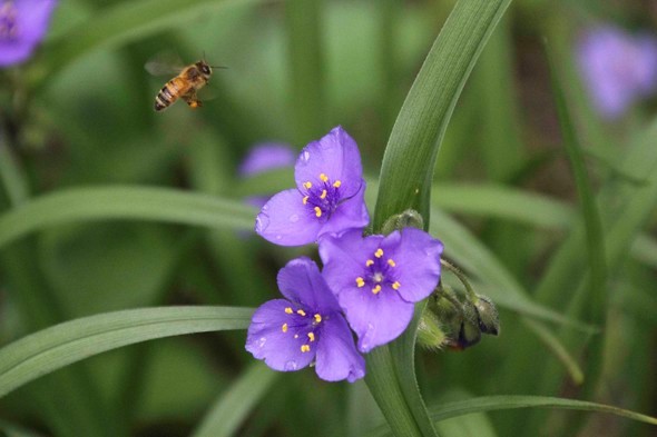 Native bee visiting flower