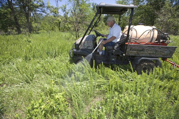 Man controlling invasive species in field
