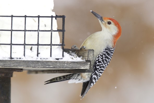 Red-bellied woodpecker at bird feeder in winter