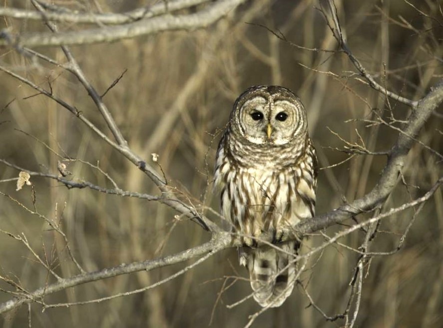 Barred owl perches on tree branch in winter