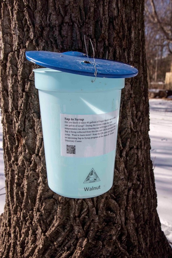 A bucket attached to a walnut tree to collect sap