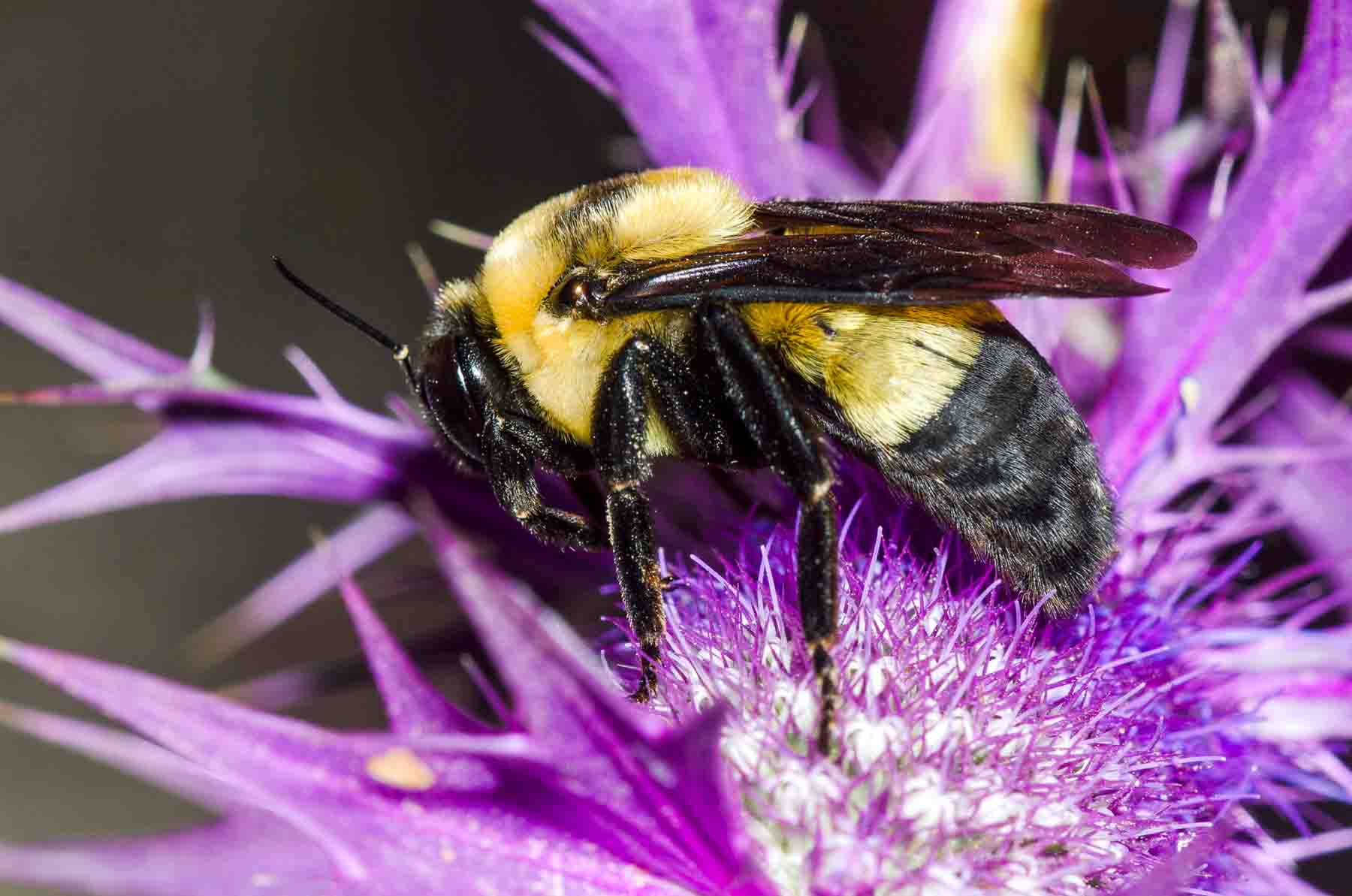 GREAT SOUTHERN BUMBLEBEE
