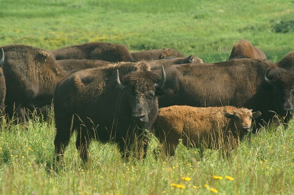 Herd of buffalo in prairie