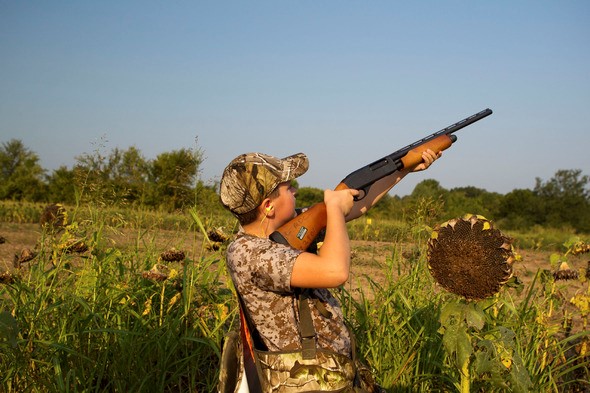 Dove hunter aims shotgun in sunflower field