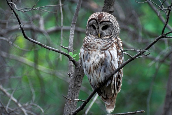 Barred owl on tree branch