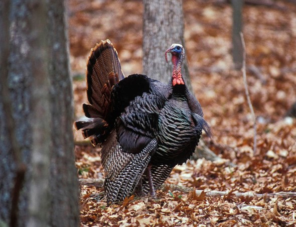 Wild turkey stands in a wooded area in fall