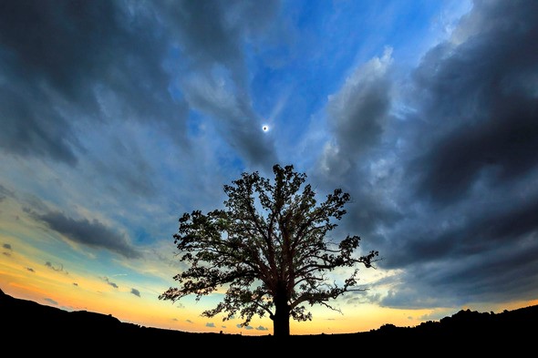 Solar eclipse over oak tree at McBaine