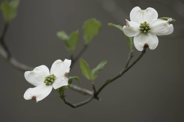 Blooms of flowering dogwood tree