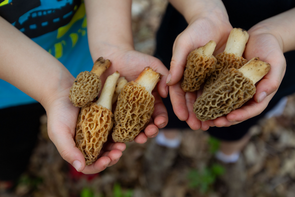Children holding morel mushrooms