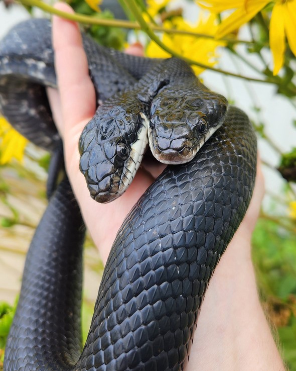 tigerlily two headed snake