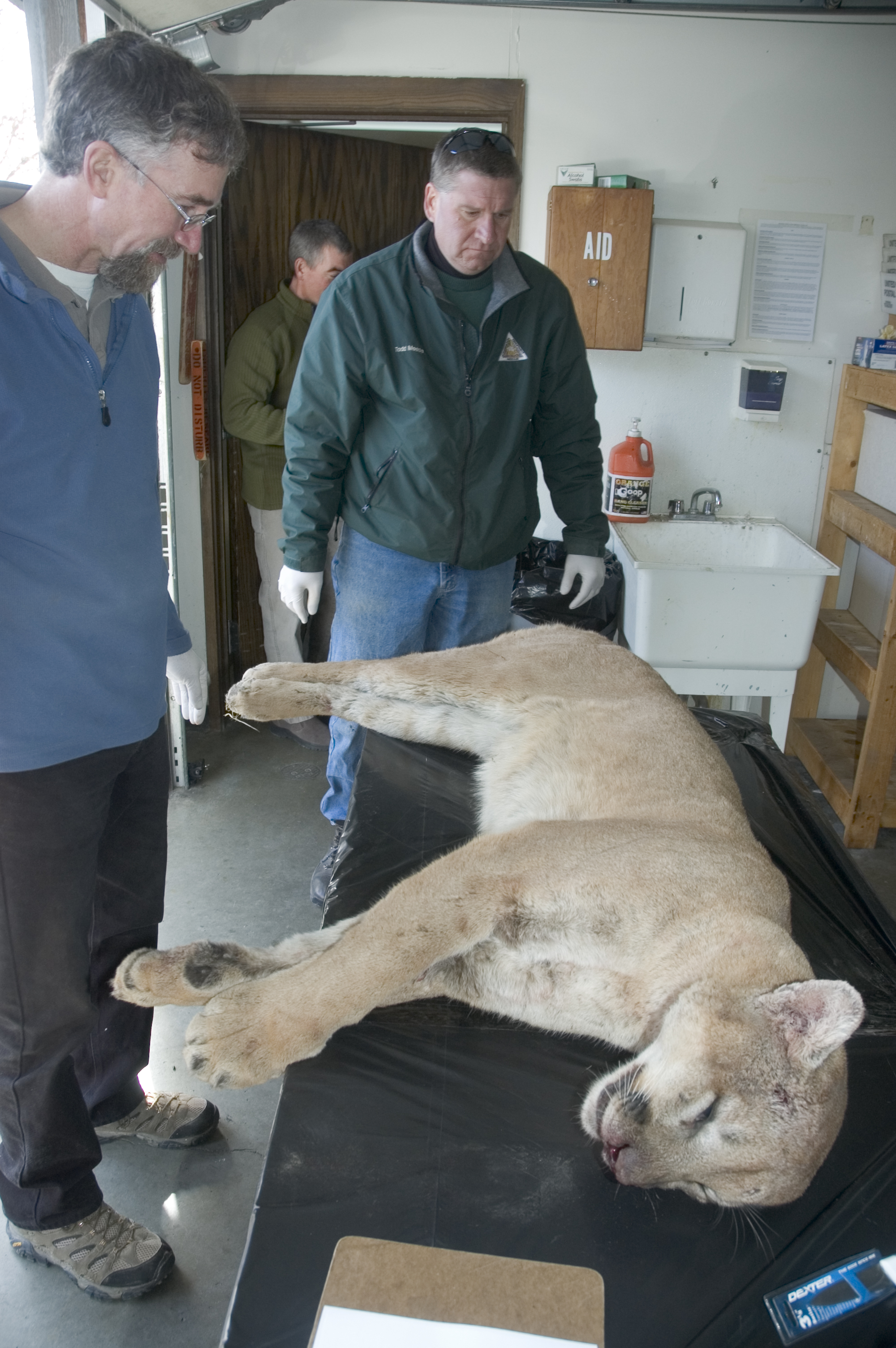 Photo of the Ray County mountain lion.