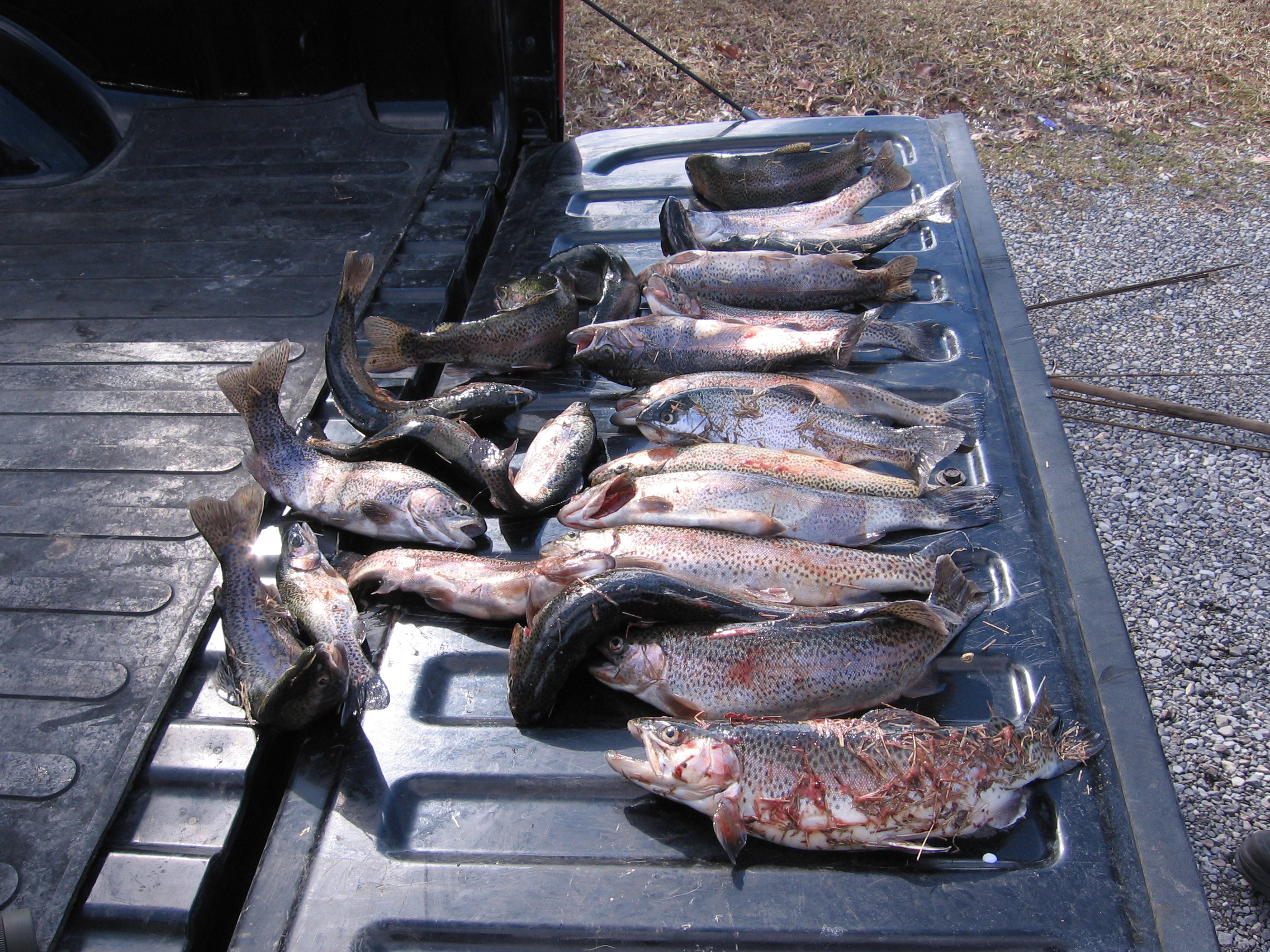 Trout are lined up on a pickup truck tailgate. 