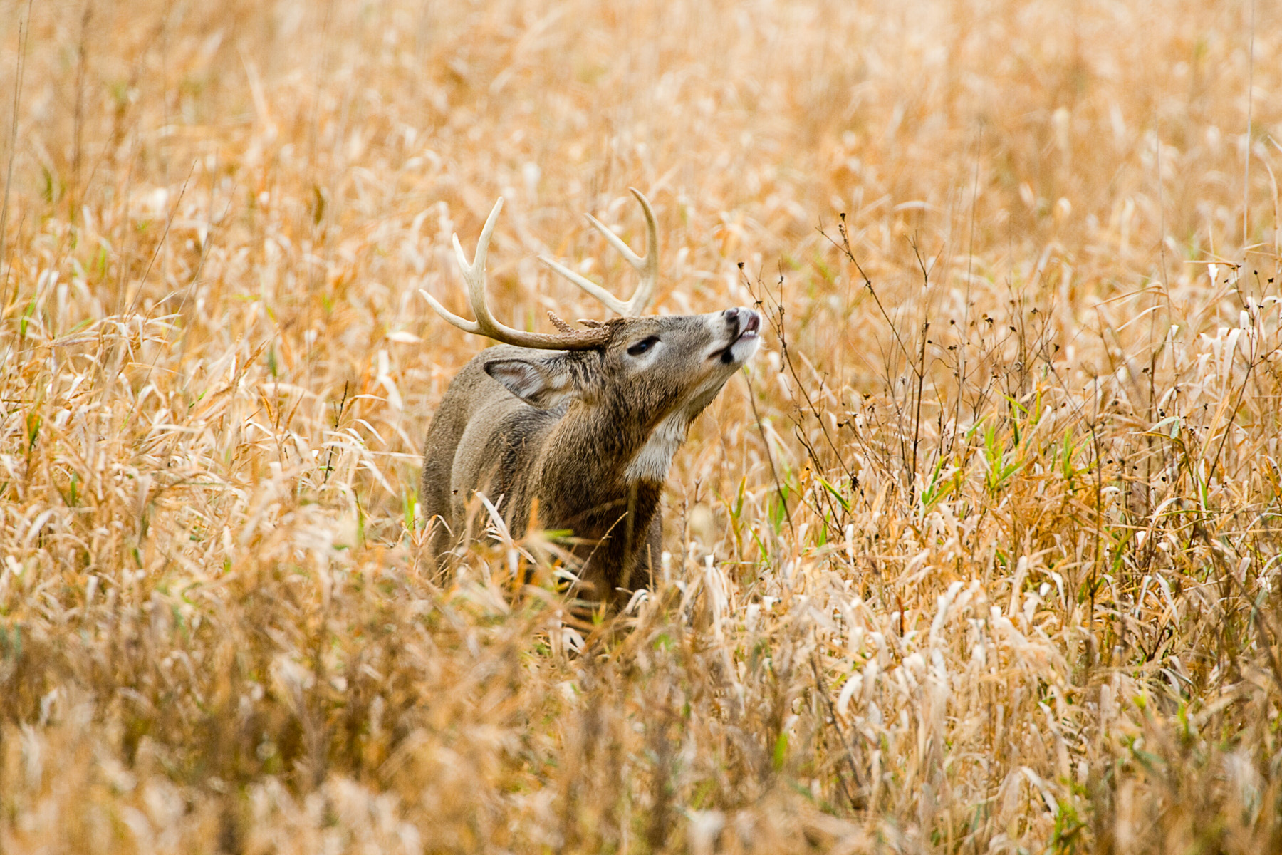 Photo of a white-tailed deer buck sniffing the air.