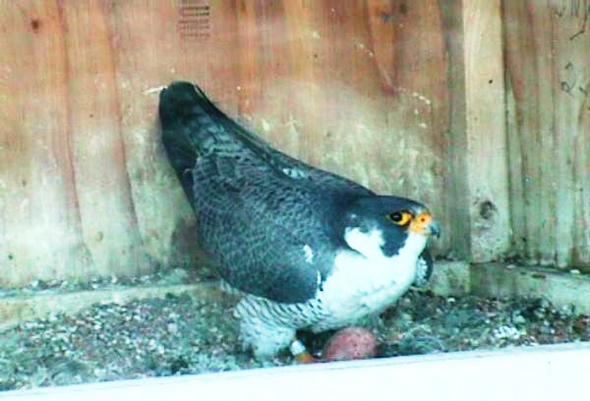 falcon in nest box with egg