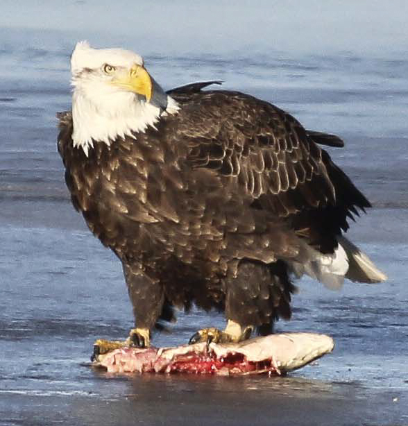 Eagle with Fish