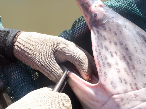 A fisheries worker tags a paddlefish on its lip