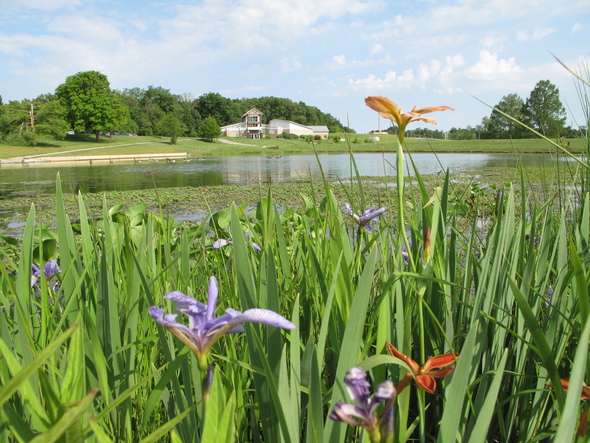 Flowers in the foreground line a pond at Cape Girardeau Nature Center