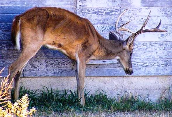 white-tailed buck with signs of chronic wasting disese