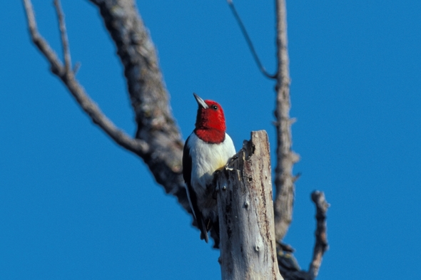 Red-headed woodpecker.