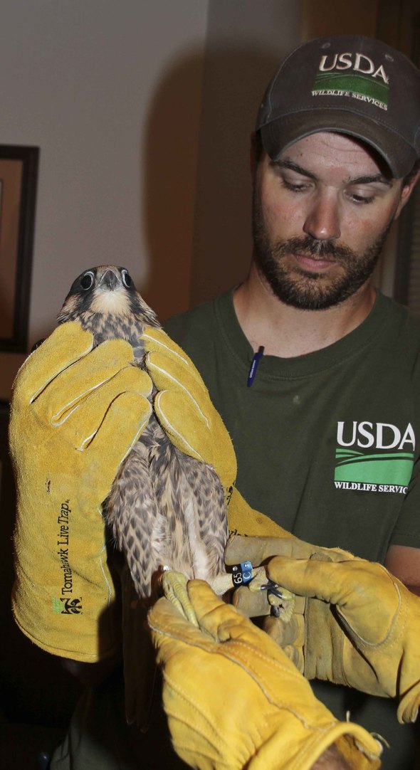 A peregrine falcon gets examined by a biologist