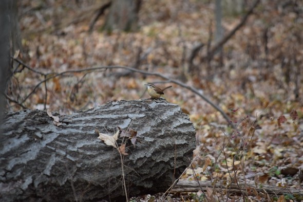 A photo of a Carolina wren sitting on a log.