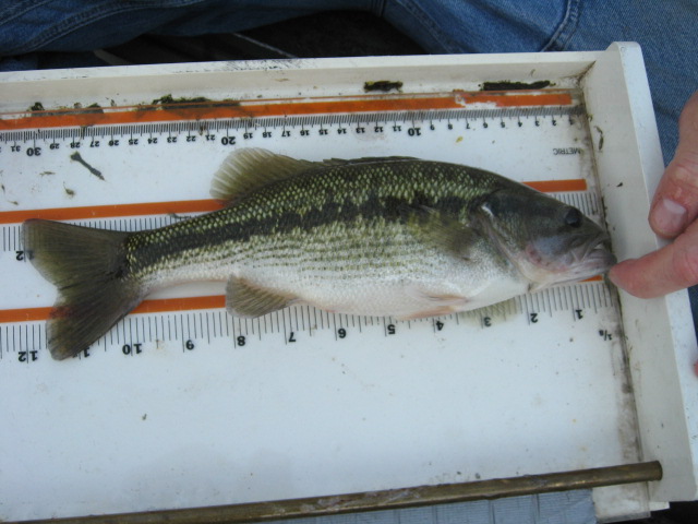Spotted bass on measuring tray
