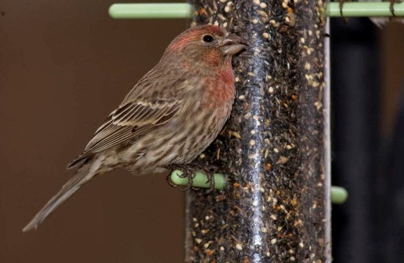 A bird perched on bird feeder.