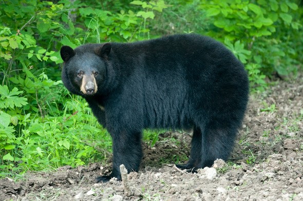 black bear side view