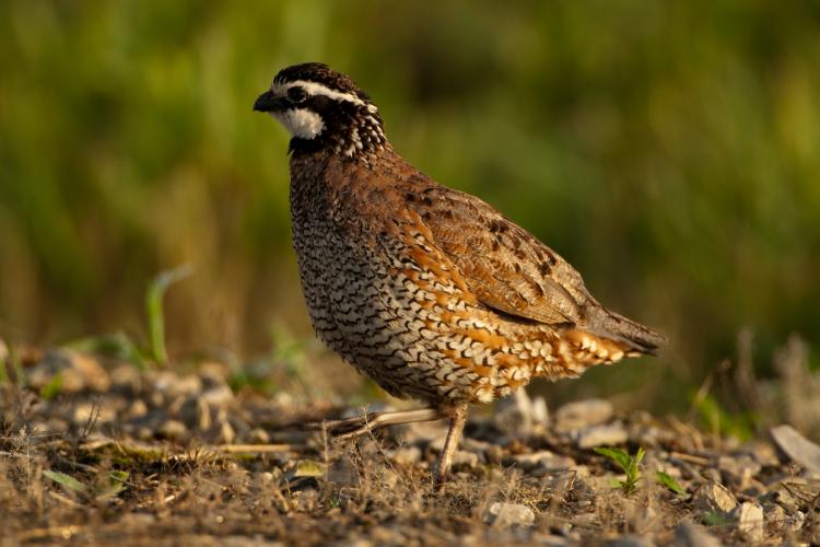 single quail