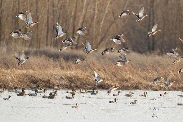 Ducks in flight at Bob Brown Conservation Area 