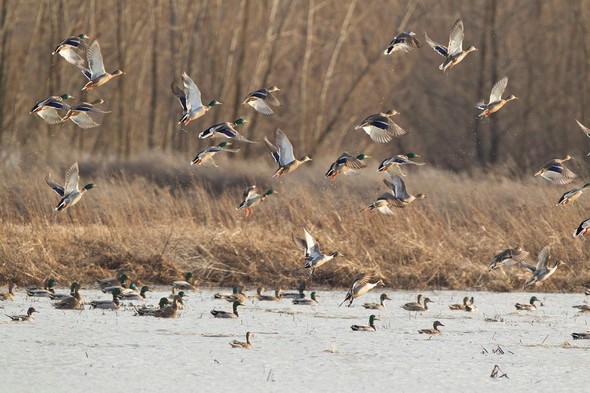 Ducks flying and swimming on a conservation area.