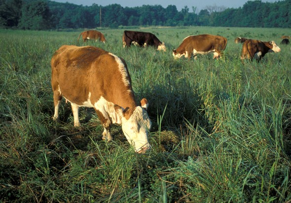Cows grazing on grass