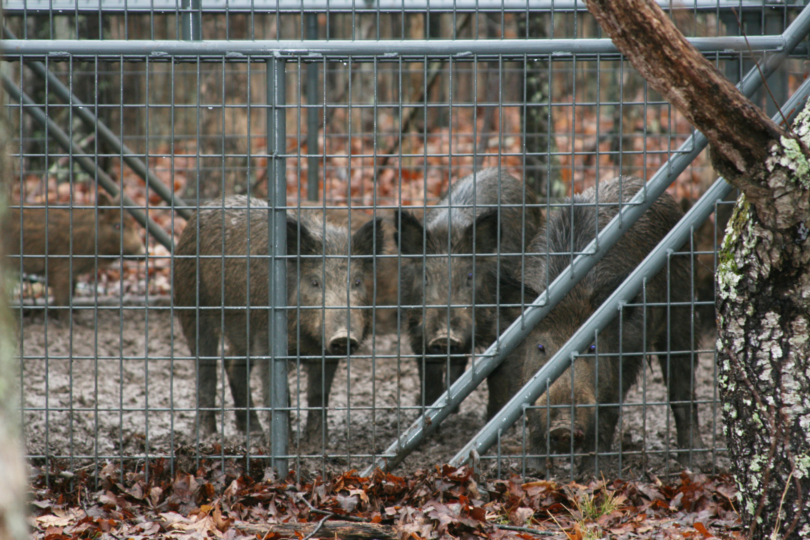 Three feral hogs in trap