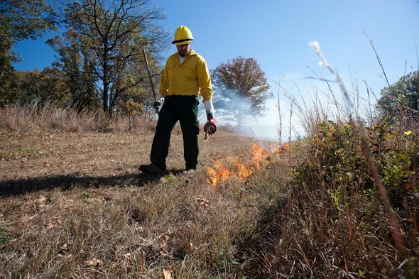 MDC staff person lighting a prescribed burn with a torch