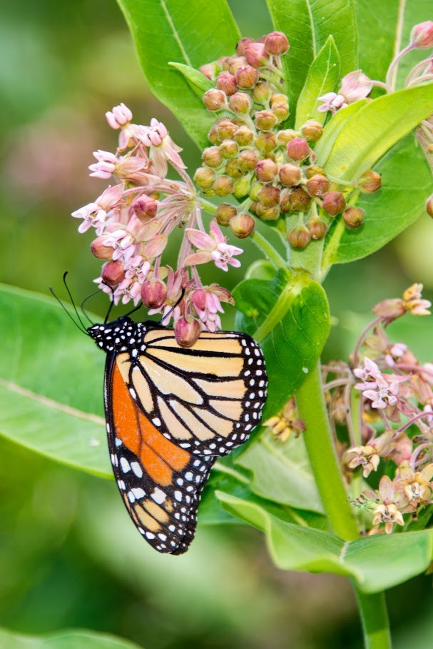 Monarch butterfly feeding on milkweed
