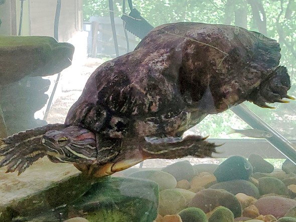 Peanut the Turtle swims in her aquarium