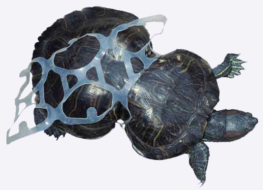 Peanut was found caught in a plastic six-pack holder, causing it to constrict her shell growth.