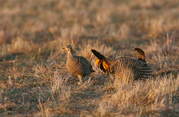 A male and female prairie chicken on a spring lek.