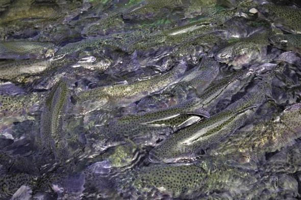 Stocked rainbow trout